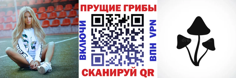 закладка  Куйбышев  Галлюциногенные грибы GOLDEN TEACHER 
